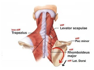Mid Scapular Ridge 09 - SCAPULAR REGION anatomy. Detailed anatomy | PPT