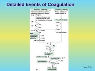 Detailed Events of Coagulation
Figure 17.13b
 