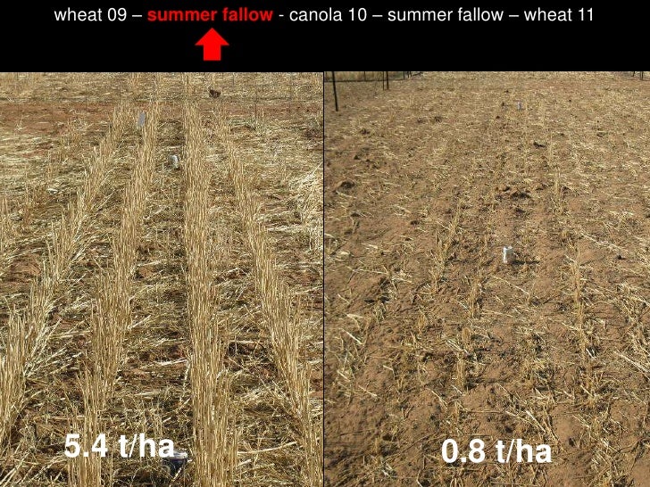 Do livestock reduce crop yields in conservation farming systems? Jame…