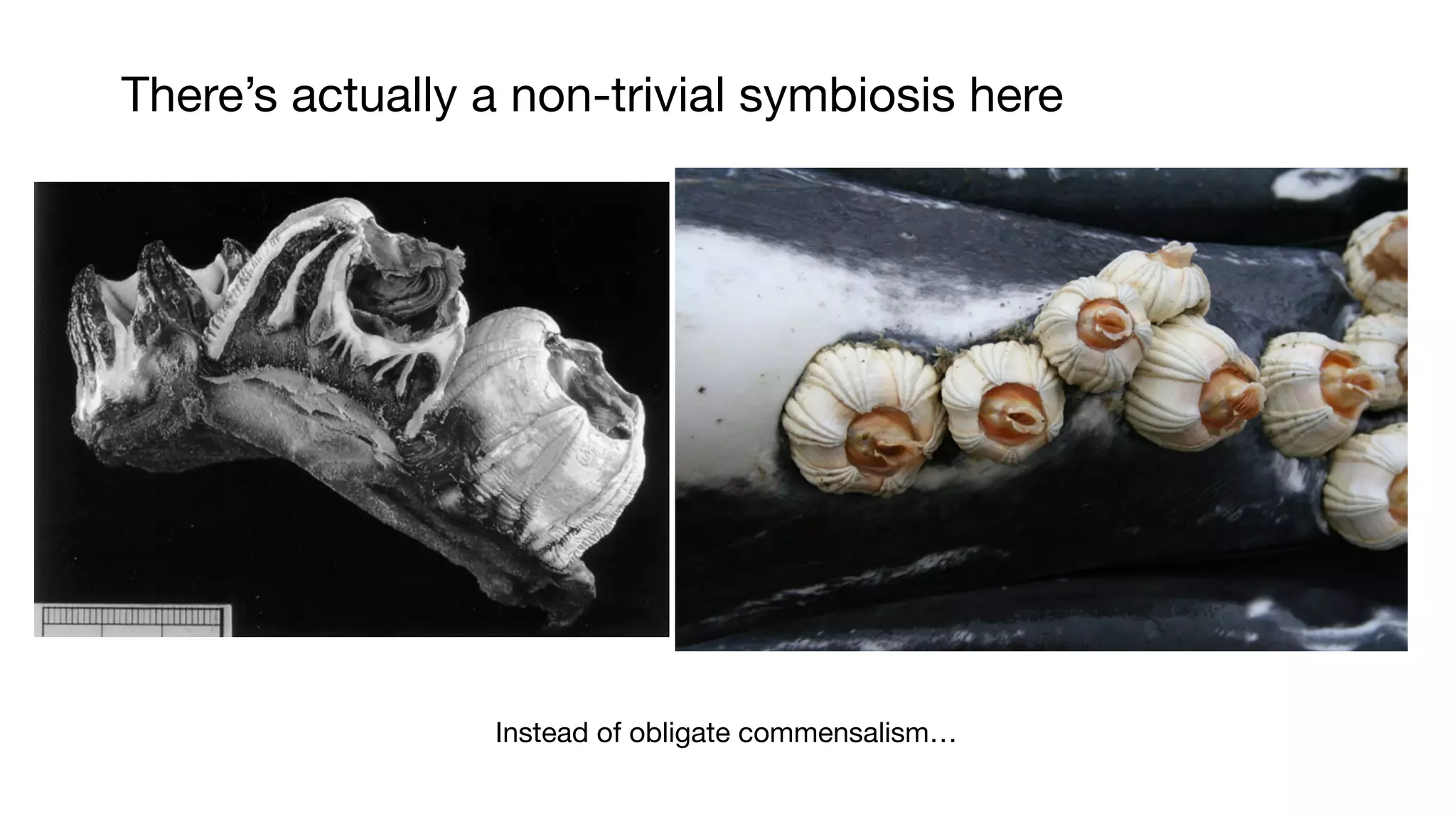 There’s actually a non-trivial symbiosis here
Instead of obligate commensalism…
 