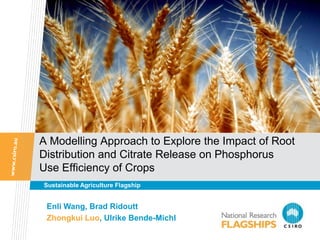 A Modelling Approach to Explore the Impact of Root
Distribution and Citrate Release on Phosphorus
Use Efficiency of Crops
Sustainable Agriculture Flagship


 Enli Wang, Brad Ridoutt
 Zhongkui Luo, Ulrike Bende-Michl
 