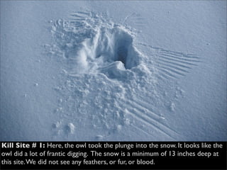 Owl Kill Site