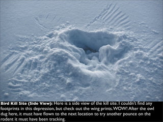 Owl Kill Site