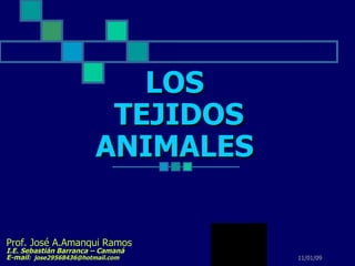 LOS  TEJIDOS ANIMALES Prof. José A.Amanqui Ramos  I.E. Sebastián Barranca – Camaná  E-mail :  [email_address] 
