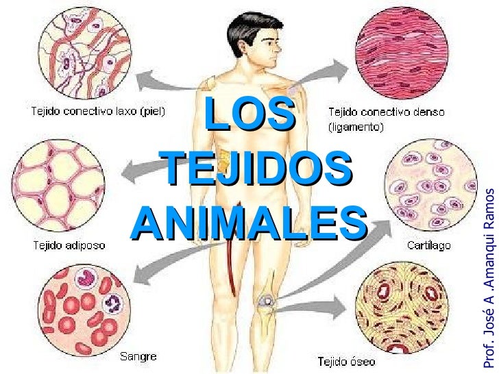 Cuales Son Los Tejidos Basicos De Los Animales www.slideshare.net