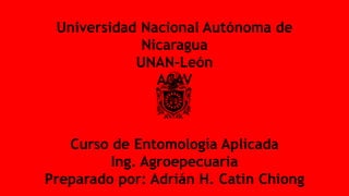 Universidad Nacional Autónoma de
Nicaragua
UNAN-León
ACAV
Curso de Entomología Aplicada
Ing. Agroepecuaria
Preparado por: Adrián H. Catin Chiong
 