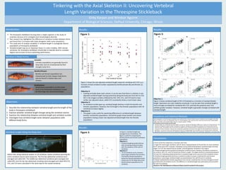 § The threespine stickleback has long been a staple organism in the study of
evolution because of its ecological and morphological diversity
§ Past research has highlighted the difference of vertebral number between forms
and found that it increases with body elongation (with some exceptions).
§ This study aims to analyze variability in vertebral length in ecologically diverse
populations of threespine stickleback
§ Vertebral length may be an important factor in a fish’s mobility. With shorter
vertebrae, the threespine stickleback should able to laterally bend to a greater
degree and increase its burst swimming performance.
Introduction:
Objectives:
1. Describe	
  the	
  relationships	
  between	
  vertebral	
  length	
  and	
  the	
  length	
  of	
  the	
  
body	
  in	
  threespine	
  stickleback
2. Examine	
  whether	
  vertebral	
  length	
  changes	
  along	
  the	
  vertebral	
  column
3. Examine	
  the	
  relationship	
  between	
  vertebral	
  length	
  and	
  vertebral	
  number
4. Investigate	
  how	
  vertebral	
  length	
  varies	
  between	
  populations	
  with	
  
different	
  body	
  forms
Results: Results:
Variation	
  in	
  Body	
  Forms:
Limnetic:
Benthic	
  and	
  Stream	
  populations	
  are	
  
characterized	
  by	
  their	
  deeper	
  body	
  forms	
  
and	
  are	
  found	
  in	
  shallow	
  lakes	
  and	
  
streams.	
  
Anadromous	
  populations	
  are	
  the	
  ocean	
  
form	
  of	
  the	
  threespine	
  stickleback,	
  known	
  
for	
  their	
  large	
  size	
  and	
  armored	
  plates.	
  
Benthic/Stream:
Anadromous:
Limnetic	
  populations	
  are	
  generally	
  found	
  in	
  
deep	
  lakes	
  and	
  are	
  characterized	
  by	
  their	
  
elongate	
  body	
  form.
Tinkering	
  with	
  the	
  Axial	
  Skeleton	
  II:	
  Uncovering	
  Vertebral	
  
Length	
  Variation	
  in	
  the	
  Threespine	
  Stickleback
Twenty	
  populations	
   of	
  the	
  threespine	
  stickleback	
  were	
  collected	
  from	
  nineteen	
  bodies	
  of	
  water	
  in	
  Alaska	
  and	
  were	
  brought	
  to	
  the	
  Field	
  
Museum	
  of	
  Natural	
  	
  history	
  for	
  photography	
   and	
  x-­‐ray.	
  The	
  photographs	
   and	
  x-­‐rays	
  were	
  then	
  scaled	
  and	
  measured	
  for	
  standard	
  (body)	
  
length,	
  body	
  depth,	
  and	
  vertebral	
  length	
  using	
  the	
  computer	
  program	
  TPSDig2.
Standardizing	
  vertebral	
  length	
  by	
  body	
  length:
• Vertebral	
  length	
  was	
  standardized	
  by	
  body	
  length	
  to	
  account	
  for	
  variation	
  attributable	
  to	
  differences	
  in	
  body	
  size	
  among	
  specimens.	
  This	
  
was	
  done	
  by	
  regression	
  analysis	
  and	
  the	
  calculation	
  of	
  residuals.	
  Residuals	
  are	
  the	
  difference	
  between	
  the	
  measured	
  value	
  and the	
  
predicted	
  value.	
  The	
  predicted	
  value	
  for	
  each	
  fish	
  was	
  added	
  to	
  the	
  calculated	
  residual	
  to	
  standardize	
  by	
  size.	
  A	
  grand	
  mean	
  was	
  also	
  
necessary	
  for	
  these	
  calculations.	
  However,	
  the	
  anadromous	
  populations	
   tend	
  to	
  be	
  much	
  larger	
  than	
  the	
  benthic/stream	
  and	
  limnetic	
  
populations.	
  To	
  ensure	
  accuracy,	
  two	
  separate	
  grand	
  means	
  for	
  standard	
  length	
  were	
  calculated:	
  one	
  for	
  benthic/stream	
  and	
  limnetic	
  
populations	
   (45.64	
  mm),	
  and	
  one	
  for	
  the	
  anadromous	
  populations	
   (69.50	
  mm).	
  Data	
  on	
  the	
  anadromous	
   populations	
  is	
  not	
  shown	
  here.	
  
Procedures	
  and	
  Statistical	
  Methods:
Figure	
  1	
  shows	
  the	
  size-­‐adjusted	
  vertebral	
  length	
  values	
  for	
  vertebrae	
  AV1-­‐CV3	
   as	
  a	
  
function	
  of	
  total	
  vertebral	
  number	
  separated	
  by	
  benthic/stream	
  (B)	
  and	
  limnetic	
  (L)	
  
populations.
Objective	
  2:
• Looking	
  vertically	
  down	
  each	
  column,	
  it	
  can	
  be	
  seen	
  that	
  there	
  is	
  a	
  decline	
  in	
  size-­‐
adjusted	
  vertebral	
  length	
  moving	
  posteriorly	
  along	
  the	
  body	
  axis	
  from	
  AV1	
  to	
  CV3.	
  
AV1	
  is	
  the	
  longest	
  vertebra,	
  followed	
  by	
  AV2.	
  AV3,	
  CV1,	
  and	
  CV2	
  tend	
  to	
  have	
  
similar	
  size-­‐adjusted	
  values,	
  while	
  CV3	
  consistently	
  shows	
  a	
  much	
  lower	
  value.	
  
Objective	
  3:
• As	
  vertebral	
  number	
  goes	
  up,	
  vertebral	
  length	
  declines	
  in	
  both	
  the	
  benthic	
  and	
  
limnetic	
  populations.	
  However,	
  the	
  CV3	
  length	
  in	
  the	
  limnetic	
  populations	
  with	
  34	
  
vertebrae	
  increases	
  slightly.	
  
Objective	
  4:
• This	
  graph	
  is	
  also	
  useful	
  for	
  examining	
  differences	
  in	
  vertebral	
  length	
  between	
  
limnetic	
  and	
  benthic	
  populations.	
  Overall	
  the	
  graph	
  shows	
  benthic	
  and	
  stream	
  
populations	
  having	
  a	
  lower	
  size-­‐adjusted	
  vertebral	
  length	
  than	
  the	
  limnetic	
  
populations.	
  
Kirby	
  Karpan	
  and	
  Windsor	
  Aguirre
Department	
  of	
  Biological	
  Sciences,	
  DePaul	
  University,	
  Chicago,	
  Illinois
Vertebral	
  Length	
  Along	
  the	
  Body	
  Axis:
Figure	
  1:
Rather	
  than	
  doing	
  statistical	
  analysis	
  on	
  all	
  vertebrae,	
  twelve	
  vertebrae	
  spanning	
  the	
  
entire	
  vertebral	
  column	
  were	
  measured. The	
  first	
  two	
  abdominal	
  vertebrae	
  were	
  
averaged	
  and	
  called	
  AV1.	
  The	
  middle	
  two	
  abdominal	
  vertebrae	
  were	
  averaged	
  and	
  
called	
  AV2,	
  and	
  the	
  last	
  two	
  abdominal	
  vertebrae	
  were	
  averaged	
  and	
  called	
  AV3.CV1,	
  
CV2,	
  and	
  CV3	
  were	
  calculated	
  in	
  the	
  same	
  way	
  for	
  the	
  caudal	
  vertebrae.	
  	
  
Figure	
  3:
Objective	
  1:
Figure	
  3 shows	
  vertebral	
  length	
  of	
  AV1-­‐CV3	
  plotted	
  as	
  a	
  function	
  of	
  standard	
  (body)	
  
length.	
  Specimens	
  are	
  color	
  coded	
  by	
  ecomorph.	
  It	
  can	
  be	
  seen	
  that	
  vertebral	
  length	
  is	
  
more	
  strongly	
  correlated	
  for	
  vertebrae	
  AV1-­‐CV2,	
  and	
  that	
  the	
  posterior	
  end,	
  CV3,	
  
exhibits	
  greater	
  variation.	
  However,	
  vertebral	
  length	
  is	
  generally	
  strongly	
  correlated	
  with	
  
standard	
  length.
In	
  terms	
  of	
  the	
  four	
  objectives,	
  it	
  has	
  been	
  seen	
  that:
1)	
  Larger	
  fish	
  have	
  longer	
  vertebrae,	
  with	
  R2 values	
  ranging	
  between	
  0.70	
  and	
  0.94.	
  For	
  most	
  vertebrae,	
  
the	
  R2 values	
  were	
  0.87	
  or	
  greater,	
  indicating	
  a	
  strong	
  relationship	
  between	
  vertebral	
  length	
  and	
  body	
  
length.	
  For	
  CV3,	
  the	
  relationship	
  was	
  weaker,	
  indicating	
  greater	
  variability	
  in	
  this	
  region.	
  
2)	
  Vertebral	
  length	
  declines	
  posteriorly	
  along	
  the	
  vertebral	
  column.	
  However,	
  the	
  pattern	
  of	
  decline	
  is	
  
not	
  uniform.	
  AV3,	
  CV1,	
  and	
  CV2	
  tend	
  to	
  be	
  similar	
  in	
  length.	
  The	
  largest	
  decline	
  is	
  consistently	
  between	
  
CV2	
  and	
  CV3,	
  indicating	
  substantial	
  decline	
  in	
  vertebral	
  length	
  at	
  the	
  very	
  end	
  of	
  the	
  vertebral	
  column.	
  
3)	
  Vertebral	
  length	
  generally	
  declines	
  as	
  vertebral	
  number	
  increases	
  in	
  both	
  benthic	
  and	
  limnetic	
  
populations.	
  Surprisingly,	
  vertebral	
  length	
  increased	
  between	
  fish	
  with	
  30	
  and	
  31	
  vertebrae.	
  
4)	
  Deeper	
  bodied	
  benthic/stream	
  populations	
  have	
  shorter	
  vertebrae	
  than	
  the	
  more	
  elongate	
  limnetic	
  
populations	
  for	
  all	
  vertebral	
  counts.	
  The	
  difference	
  in	
  vertebral	
  length	
  was	
  particularly	
  pronounced	
  for	
  
fish	
  with	
  33	
  vertebrae.	
  
Thanks	
  to	
  The	
  Field	
  Museum	
  of	
  Natural	
  History	
  and	
  all	
  involved	
  in	
  this	
  project.
Conclusions:
Results:
Figure	
  2: In	
  Figure	
  2,	
  vertebral	
  length	
  was	
  
averaged	
  across	
  all	
  vertebrae.	
  This	
  
figure	
  is	
  useful	
  for	
  comparing	
  the	
  
benthic/stream	
  and	
  limnetic	
  stickleback	
  
populations.
Objective	
  3:
• Vertebral	
  length	
  generally	
  declines	
  
with	
  increasing	
  vertebral	
  number,	
  
with	
  the	
  exception	
  of	
  fish	
  with	
  31	
  
vertebrae.	
  
Objective	
  4:
• For	
  all	
  vertebral	
  counts,	
  limnetics	
  
have	
  longer	
  vertebrae	
  than	
  benthics.	
  
The	
  benthic/stream	
  populations	
  
follow	
  the	
  limnetic	
  populations	
  fairly	
  
closely	
  save	
  for	
  the	
  large	
  drop	
  in	
  the	
  
benthic/stream	
  populations	
  at	
  33	
  
vertebrae.	
  
 