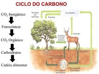 CICLO DO CARBONO
CO2 Inorgânico
Fotossíntese
CO2 Orgânico
Carboidratos
Cadeia alimentar
 