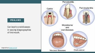 Can lead to oral diseases
in varying biogeographies
of the mouth.
IMBALANCE
Adapted from Protein and Cell
 