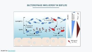 BACTERIOPHAGE INVOLVEMENT IN BIOFILMS
Adapted from Virus Research
 