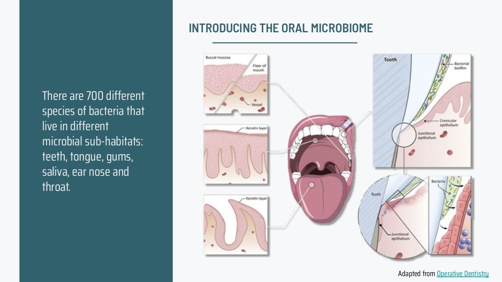 The Oral Microbiome and its Connection to Systemic Health
