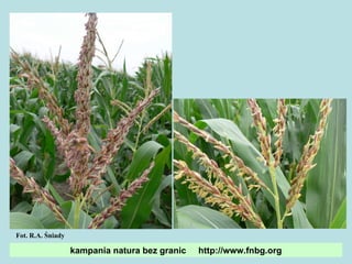 kampania natura bez granic  http://www.fnbg.org Fot. R.A. Śniady 