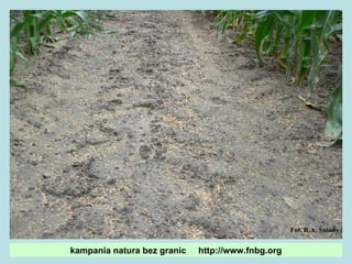 kampania natura bez granic  http://www.fnbg.org Fot. R.A. Śniady 