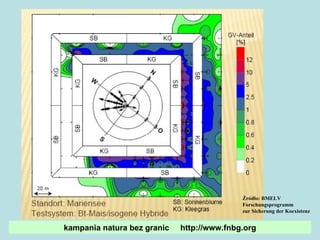 Źródło: BMELV  Forschungsprogramm  zur Sicherung der Koexistenz kampania natura bez granic  http://www.fnbg.org 