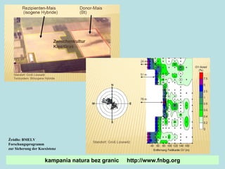 Źródło: BMELV  Forschungsprogramm  zur Sicherung der Koexistenz kampania natura bez granic  http://www.fnbg.org 