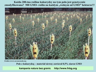 Każda  200 -tna roślina kukurydzy na tym polu jest genetycznie zmodyfikowana?   500 G MO- roślin na każdym „wolnym od GMO” hektarze!!! Pole z kukurydzą – materiał siewny zawierał 0,5% ziaren GMO Źródło:wwww.saveourseeds.org kampania natura bez granic  http://www.fnbg.org 