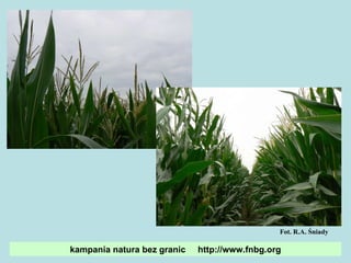 kampania natura bez granic  http://www.fnbg.org Fot. R.A. Śniady 