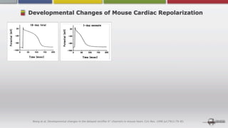 Developmental Changes of Mouse Cardiac Repolarization




 Wang et al. Developmental changes in the delayed rectiﬁer K+ channels in mouse heart. Circ Res. 1996 Jul;79(1):79-85.
 