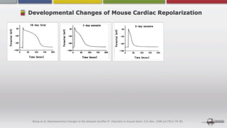 Developmental Changes of Mouse Cardiac Repolarization




 Wang et al. Developmental changes in the delayed rectiﬁer K+ channels in mouse heart. Circ Res. 1996 Jul;79(1):79-85.
 