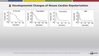 Developmental Changes of Mouse Cardiac Repolarization




 Wang et al. Developmental changes in the delayed rectiﬁer K+ channels in mouse heart. Circ Res. 1996 Jul;79(1):79-85.
 