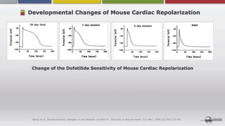 Developmental Changes of Mouse Cardiac Repolarization




 Change of the Dofetilide Sensitivity of Mouse Cardiac Repolarization




 Wang et al. Developmental changes in the delayed rectiﬁer K+ channels in mouse heart. Circ Res. 1996 Jul;79(1):79-85.
 