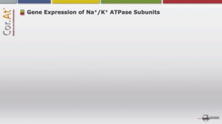 +   +
Gene Expression of Na /K ATPase Subunits
 
