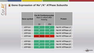 +   +
Gene Expression of Na /K ATPase Subunits



                   Cor.At Cardiomyocytes
                     days in culture after
       Gene symbol         thawing               Protein


                        2d           20d
         ATP1A1          P           P       Na+/K+-ATPase α1
         ATP1A2          P           P       Na+/K+-ATPase α2
         ATP1A3          P           P       Na+/K+-ATPase α3
         ATP1A4          A           A       Na+/K+-ATPase α4


         ATP1B1          P           P       Na+/K+-ATPase β1
         ATP1B2          P           P       Na+/K+-ATPase β2
         ATP1B3          P           P       Na+/K+-ATPase β3
 