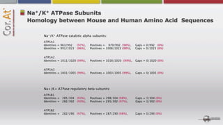 +    +
Na /K ATPase Subunits
Homology between Mouse and Human Amino Acid Sequences

      Na+/K+ ATPase catalytic alpha subunits:
      ATP1A1
      Identities = 963/992  (97%),    Positives = 979/992 (98%),     Gaps = 0/992 (0%)
      Identities = 991/1023 (96%),    Positives = 1008/1023 (98%),   Gaps = 0/1023 (0%)


      ATP1A2
      Identities = 1011/1020 (99%),   Positives = 1018/1020 (99%),   Gaps = 0/1020 (0%)


      ATP1A3
      Identities = 1001/1005 (99%),   Positives = 1003/1005 (99%),   Gaps = 0/1005 (0%)




      Na+/K+ ATPase regulatory beta subunits:
      ATP1B1
      Identities = 285/304 (93%),     Positives = 298/304 (98%),     Gaps = 1/304 (0%)
      Identities = 282/302 (93%),     Positives = 295/302 (97%),     Gaps = 1/302 (0%)


      ATP1B2
      Identities = 282/290 (97%),     Positives = 287/290 (98%),     Gaps = 0/290 (0%)
 