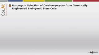Puromycin Selection of Cardiomyocytes from Genetically
Engineered Embryonic Stem Cells
 