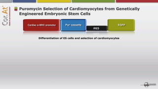 Puromycin Selection of Cardiomyocytes from Genetically
Engineered Embryonic Stem Cells




        Differentiation of ES cells and selection of cardiomyocytes
 