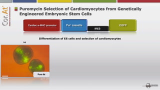 Puromycin Selection of Cardiomyocytes from Genetically
Engineered Embryonic Stem Cells




         Differentiation of ES cells and selection of cardiomyocytes
 9d




        Puro 0d
 