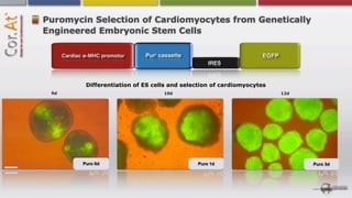 Puromycin Selection of Cardiomyocytes from Genetically
Engineered Embryonic Stem Cells




         Differentiation of ES cells and selection of cardiomyocytes
 9d                               10d                                  12d




        Puro 0d                              Puro 1d                         Puro 3d
 