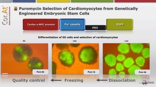 Puromycin Selection of Cardiomyocytes from Genetically
   Engineered Embryonic Stem Cells




            Differentiation of ES cells and selection of cardiomyocytes
    9d                               10d                                  12d




           Puro 0d                              Puro 1d                         Puro 3d



Quality control                Freezing                         Dissociation
 