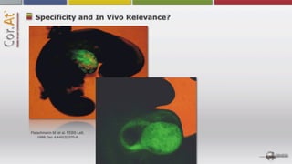 Specificity and In Vivo Relevance?




Fleischmann M. et al. FEBS Lett.
    1998 Dec 4;440(3):370-6
 