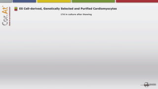 ES Cell-derived, Genetically Selected and Purified Cardiomyocytes

                           17d in culture after thawing
 