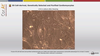 ES Cell-derived, Genetically Selected and Purified Cardiomyocytes

                                             17d in culture after thawing




Frozen ES cell-derived and purfied cardiomyocytes are viable and retain their autonomous contractile phenotype for at least 3 weeks
                                            after thawing when cultured in monolayer.
 
