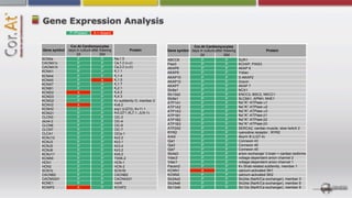 Gene Expression Analysis
               P =Present      A = Absent


               Cor.At Cardiomyocytes                                                  Cor.At Cardiomyocytes
Gene symbol   days in culture after thawing            Protein           Gene symbol days in culture after thawing                    Protein
                   2d               20d                                                   2d               20d
SCN5a               P                P        Nav1.5                     ABCC8             P                P        SUR1
CACNA1c             P                P        Cav1.2 (!1c)               Pias3             P                P        KChAP, PIAS3
CACNA1h             P                P        Cav3.2 (!1h)               AKAP6             P                P        AKAP 6
KCNA1               P                P        Kv1.1                      AKAP9             P                P        Yotiao
KCNA4               P                P        Kv1.4                      AKAP10            P                P        D-AKAP2
KCNA5               P                A        Kv1.5
                                                                         AKAP12            P                P        Gravin
KCNA7               P                P        Kv1.7
                                                                         AKAP7             P                P        AKAP 7
KCNB1               P                P        Kv2.1
                                                                         Slc8a1            P                P        NCX1
KCND2               A                P        Kv4.2
                                                                         Slc12a2           P                P        ENCC3, BSC2, NKCC1
KCND3               P                P        Kv4.3
                                                                         Slc9a1            P                P        SLC9A1, APNH, NHE1
KCNG2               P                P        Kv subfamily G, member 2
                                                                         ATP1A1            P                P        Na+/K+-ATPase !1
KCNV2               A                P        Kv8.2
                                                                         ATP1A2            P                P        Na+/K+-ATPase !2
KCNH2               P                P        erg1 (LQT2), Kv11.1
                                              KvLQT1 (Kv7.1, JLN-1)      ATP1A3            P                P        Na+/K+-ATPase !3
KCNQ1               P                P
                                                                         ATP1B1            P                P        Na+/K+-ATPase "1
CLCN3               P                P        ClC-3
                                                                         ATP1B2            P                P        Na+/K+-ATPase "2
clcn4-2             P                P        ClC-4
CLCN6               P                P        ClC-6                      ATP1B3            P                P        Na+/K+-ATPase "3
CLCN7               P                P        ClC-7                      ATP2A2            P                P        SERCA2, cardiac muscle, slow twitch 2
CLCA1               P                P        ClCa-1                     RYR2              P                P        ryanodine receptor , RYR2
KCNJ12              P                P        Kir2.2                     Ank2              P                P        Akyrin B (LQT-4)
KCNJ3               P                P        Kir3.1                     Gja1              P                P        Connexin 43
KCNJ5               P                P        Kir3.4                     Gja3              P                P        Connexin 46
KCNJ6               P                P        Kir3.2                     Gja7              P                P        Connexin 45
KCNJ11              P                P        Kir6.2                     Slc4a3            P                P        anion exchanger 3 brain + cardiac isoforms
KCNK6               P                P        TWIK-2                     Vdac2             P                P        voltage-dependent anion channel 2
HCN1                P                P        HCN-1                      Vdac1             P                P        voltage-dependent anion channel 1
HCN2                P                P        HCN-2                      Pacsin2           P                P        Kv Shab-related subfamily, member 1
SCN1b               P                P        SCN1B                      KCNN1             A                P        calcium-activated SK1
CACNB2              P                P        CACNB2                     KCNN2             P                P        calcium-activated SK2
CACNA2d1            P                P        CACNA2d1                   Slc24a3           P                P        Slc24a (Na/K/Ca exchanger), member 3
KCNE1               P                P        minK                       Slc24a6           P                P        Slc24a (Na/K/Ca exchanger), member 6
KCNIP2              A                P        KChIP2                     Slc12a9           P                P        Slc12a (Na/K/Ca exchanger), member 9
 