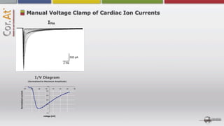 Manual Voltage Clamp of Cardiac Ion Currents
                                               INa




                                   I/V Diagram
                           (Normalized to Maximum Amplitude)

                                               0
                     -70     -50    -30    -10      10   30   50   70
                                             -0,2
Normalized current




                                            -0,4

                                            -0,6

                                            -0,8

                                              -1

                                            -1,2

                                          voltage [mV]
 