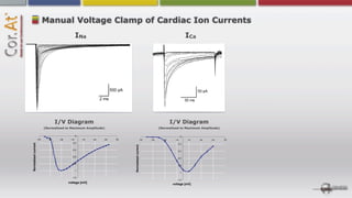 Manual Voltage Clamp of Cardiac Ion Currents
                                               INa                                                                           ICa




                                   I/V Diagram                                                                   I/V Diagram
                           (Normalized to Maximum Amplitude)                                             (Normalized to Maximum Amplitude)

                                               0                                                                        0
                     -70     -50    -30    -10      10   30   50   70                        -70   -50     -30    -10        10    30   50   70
                                             -0,2                                                                   -0,2
Normalized current




                                                                        Normalized current



                                            -0,4                                                                    -0,4

                                            -0,6
                                                                                                                    -0,6

                                            -0,8
                                                                                                                    -0,8

                                              -1
                                                                                                                        -1

                                            -1,2
                                                                                                                    -1,2
                                          voltage [mV]                                                           voltage [mV]
 