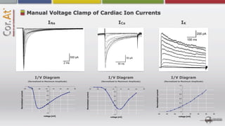 Manual Voltage Clamp of Cardiac Ion Currents
                                               INa                                                                           ICa                                                       IK




                                   I/V Diagram                                                                   I/V Diagram                                                  I/V Diagram
                           (Normalized to Maximum Amplitude)                                             (Normalized to Maximum Amplitude)                             (Normalized to Maximum Amplitude)

                                                                                                                                                                                     1,2
                                               0                                                                        0
                     -70     -50    -30    -10      10   30   50   70                        -70   -50     -30    -10        10    30   50   70
                                                                                                                                                                                       1




                                                                                                                                                  Normalized current
                                             -0,2                                                                   -0,2
Normalized current




                                                                        Normalized current


                                                                                                                                                                                     0,8
                                            -0,4                                                                    -0,4
                                                                                                                                                                                     0,6
                                            -0,6
                                                                                                                    -0,6
                                                                                                                                                                                     0,4
                                            -0,8
                                                                                                                    -0,8
                                                                                                                                                                                     0,2
                                              -1
                                                                                                                        -1
                                                                                                                                                                                       0
                                            -1,2
                                                                                                                    -1,2                                       -60      -40    -20         0    20   40    60   80
                                          voltage [mV]                                                           voltage [mV]                                                        voltage [mV]
 