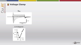 Voltage Clamp


       INa




   I/V Diagram
 