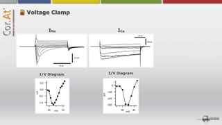 Voltage Clamp


       INa           ICa




   I/V Diagram   I/V Diagram
 