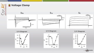Voltage Clamp


       INa           ICa           IK




   I/V Diagram   I/V Diagram   I/V Diagram
 