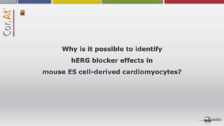 Why is it possible to identify
       hERG blocker effects in
mouse ES cell-derived cardiomyocytes?
 