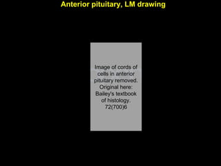 Anterior pituitary, LM drawing
Image of cords of
cells in anterior
pituitary removed.
Original here:
Bailey's textbook
of histology.
72(700)6
Aug 26, 2013 Umar Ahmad 10
 