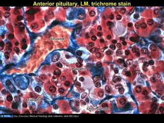 Anterior pituitary, LM, trichrome stain
Stan Erlandsen Medical Histology slide collection, slide MH 9/B/4Aug 26, 2013 Umar Ahmad 11
 