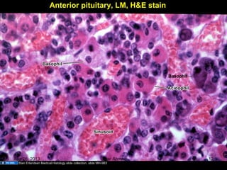 Anterior pituitary, LM, H&E stain
Basophil
Stan Erlandsen Medical Histology slide collection, slide MH-9B3
Aug 26, 2013 Umar Ahmad 12
 