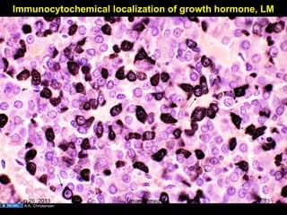 Immunocytochemical localization of growth hormone, LM
A.K. Christensen
Aug 26, 2013 Umar Ahmad 13
 