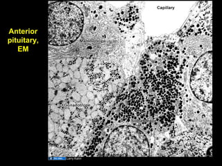 Anterior
pituitary,
EM
Larry Kahn
Aug 26, 2013 Umar Ahmad 15
 