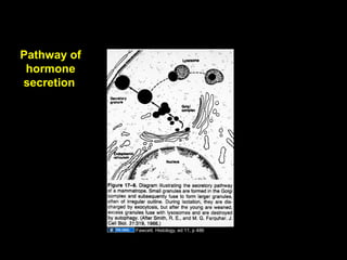 Pathway of
hormone
secretion
Fawcett. Histology, ed 11, p 486
Aug 26, 2013 Umar Ahmad 16
 
